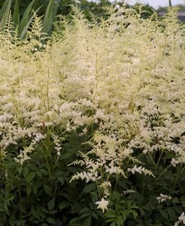 BRIDAL VEIL ASTILBE