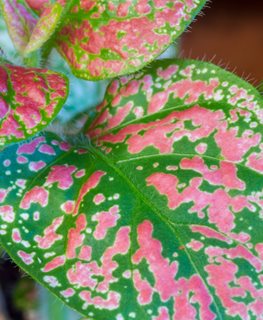 Confetti Compact Rose Hypoestes, Hypoestes Plant
Shutterstock.com
New York, NY