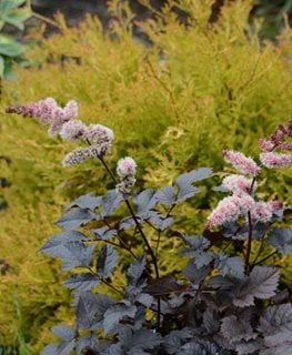 CHOCOLATE SHOTGUN ASTILBE