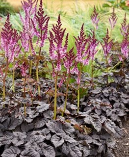 DARK SIDE OF THE MOON ASTILBE