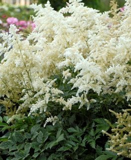 DEUTSCHLAND ASTILBE