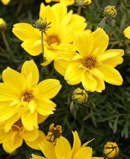 Goldilocks Rocks Bidens