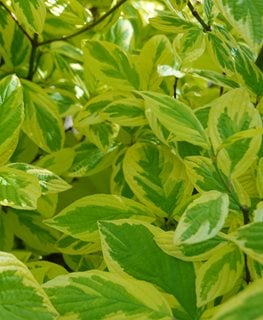 Hedgerows Gold Red Twig Dogwood, Cornus Sericea
Shutterstock.com
New York, NY