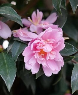Just Chill® Double Pink camellia flower
