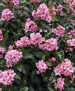 La Vida Mas Indian Hawthorn, Rhaphiolepis Indica, Pink Flowering Shrub
Proven Winners
Sycamore, IL
