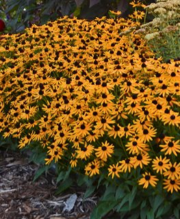 'Little Goldstar' black-eyed Susan