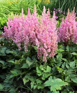 LITTLE VISION IN PINK ASTILBE
