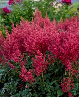 MONTGOMERY ASTILBE