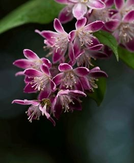 Monzia Deutzia, Pink-A-Boo Deutzia
Flickr