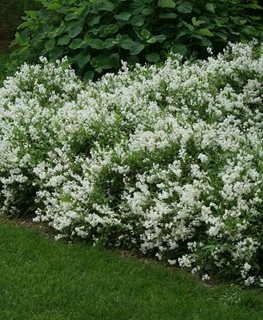 Nikko Deutzia, Deutzia Gracilis
Spring Meadow Nursery
Grand Haven, MI