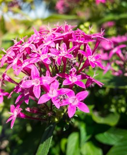 Kaleidoscope Appleblossom pentas