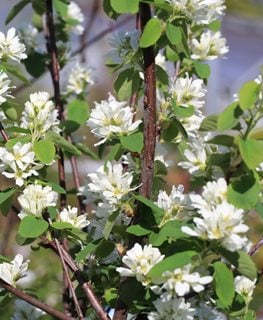 Saskatoon Serviceberry, Amelanchier Alnifolia
Shutterstock.com
New York, NY