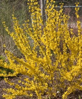Show Off® Forsythia