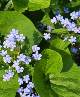 Siberian Bugloss, Brunnera Macrophylla
Shutterstock.com
New York, NY