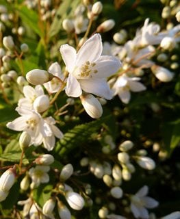 Slender Deutzia, Deutzia Gracilis
Flickr