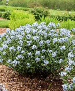 Starstruck Amsonia, Native Perennial
Walters Gardens