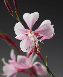 Stratosphere Pink Picotee Gaura, Gaura Lindheimeri
Proven Winners
Sycamore, IL