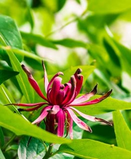 California Sweetshrub