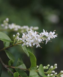 Texas Privet