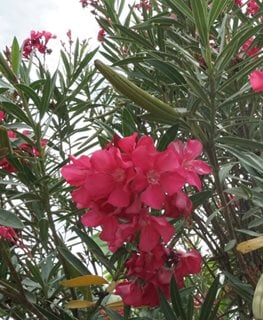 Hardy Red Oleander, Red Flowering Oleander
Shutterstock.com
New York, NY