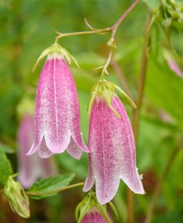 Spotted Bellflower