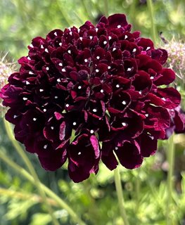 Black Knight Scabiosa, Scabiosa Atropurpurea
Shutterstock.com
New York, NY
