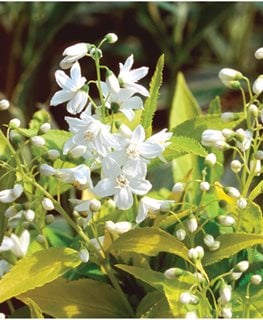 How to Grow & Care for Deutzia Plants | Garden Design
