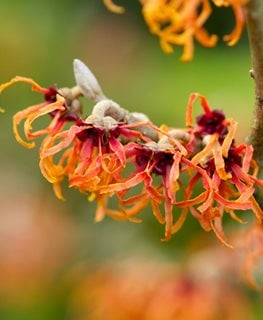 Witch hazel