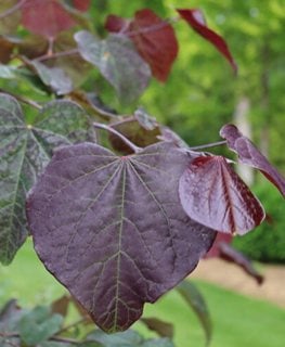 Midnight Express Redbud Tree