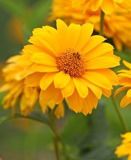 Summer Sun False Sunflower