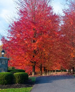 Autumn Blaze maple tree