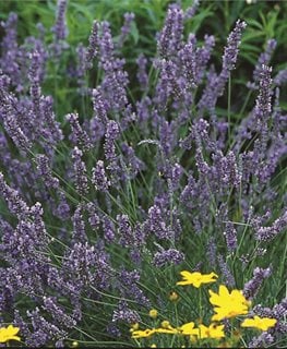 Lavender (Lavandula) — UIC Heritage Garden