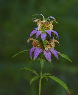 Spotted Bee Balm, Monarda Punctate, Dotted Bee Balm
Shutterstock.com
New York, NY