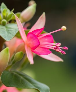 'WALZ JUBELTEEN' FUCHSIA