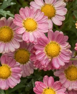 Angelic Sweets Marguerite daisy