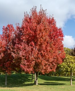 Red maple tree
