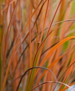 Schizachyrium Blaze, Little Bluestem
Millette Photomedia
