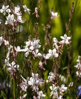 Whirling Butterflies Gaura, Gaura Lindheimeri
Shutterstock.com
New York, NY