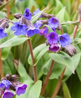 Blue Ensign Pulmonaria, Lungwort Plant
Shutterstock.com
New York, NY