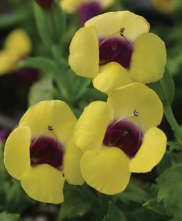 Catalina® Gilded Grape™ wishbone flower