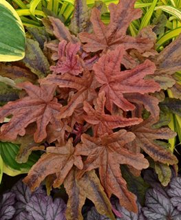 Fun and Games® Red Rover heucherella