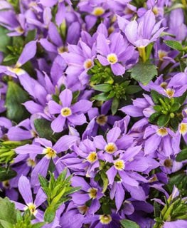 Stardiva Blue Scaevola