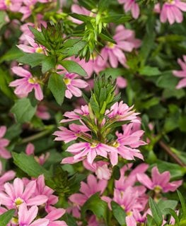 Whirlwind Pink Scaevola
