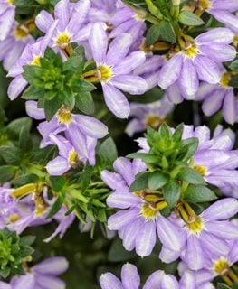 Whirlwind Starlight Scaevola