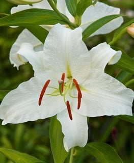 Casa Blanca Lily, Lillium Hybrid, White Lily Flower
Garden Design
Calimesa, CA