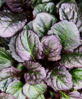 Catlin's Giant Bugleweed