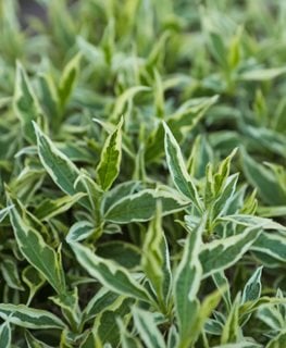 Cool Splash Diervilla