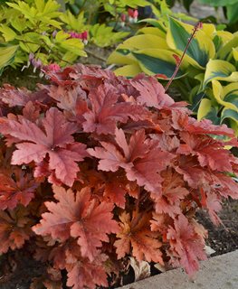 Fun and Games® 'Hopscotch' heucherella