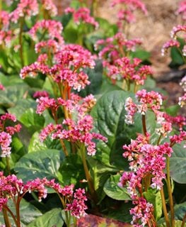 Winter Blooming Bergenia, Bergenia Crassifolia
Shutterstock.com
New York, NY