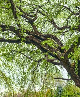 Corkscrew willow tree